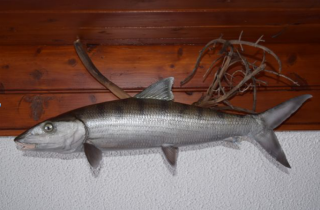 bonefish