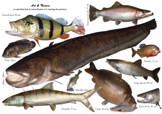 moulage de poisson trophée