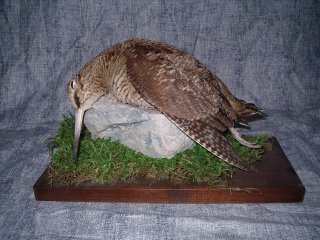 LA NATURE MORTE bécasse
