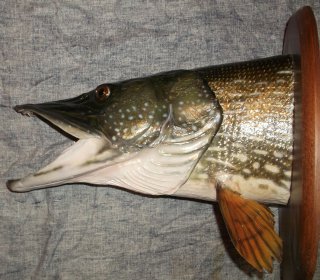 brochet 1,10 m