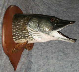 tête brochet naturalisé