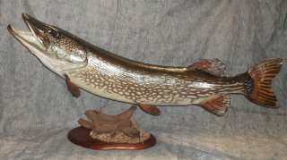 taxidermie poisson