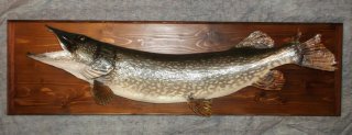 brochet de lac léman
