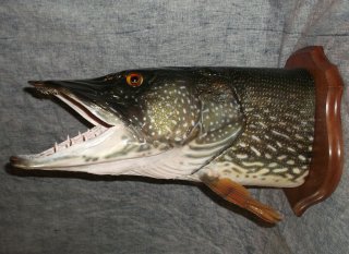 esox lucius