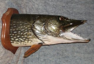 Gros brochet