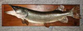 135 cm brochet de lac