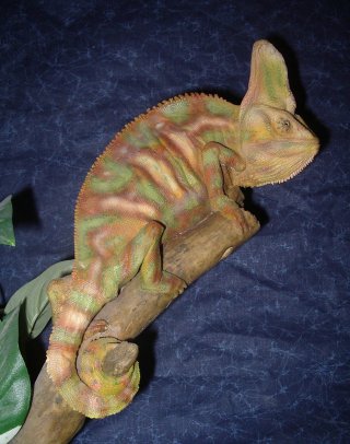 caméléon, vente