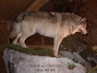 loup et taxidermiste