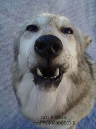 loup et taxidermie
