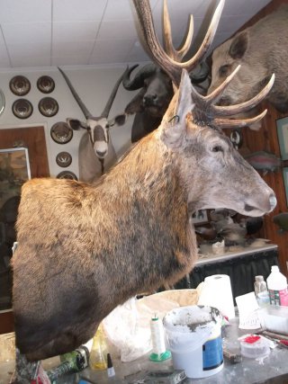 cerf