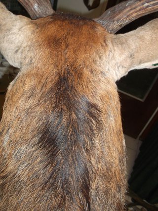 cerf