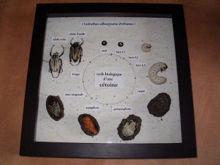 Cycle biologique des cétoines (eudicella, goliath)