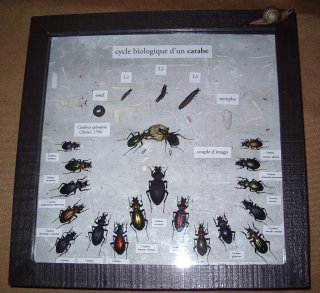 Cycle biologique des carabes