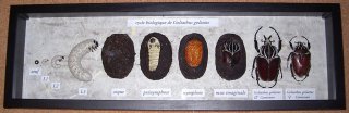 Cycle biologique des goliaths