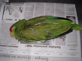 La taxidermie des oiseaux, en photos