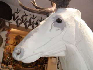 Technique de naturalisation cerf