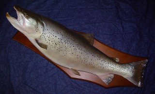 taxidermie poissons records