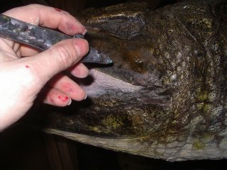 La naturalisation d'un crocodile