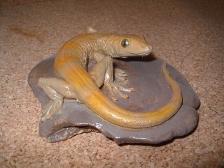 gecko, vente