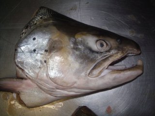 truite et taxidermie