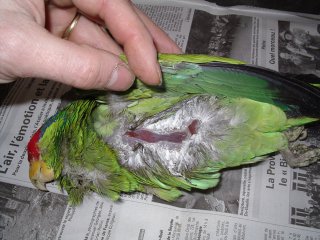 naturalisation des oiseaux