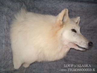 naturalisation du loup