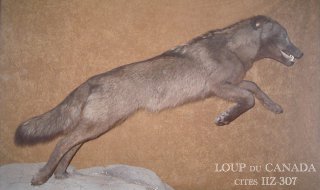 naturalisation du loup du canada