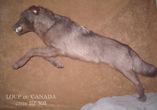 loup du canada
