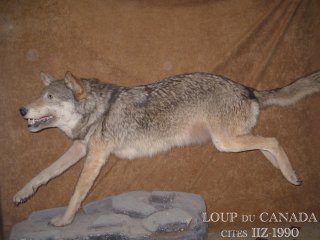naturalisation du loup du canada