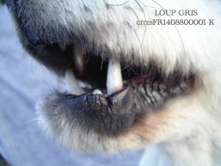 taxidermie d'un loup