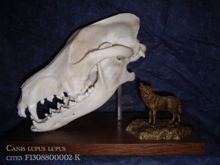 le loup d’Europe (Canis lupus lupus) taxidermie