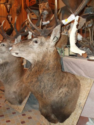 cerf en cape