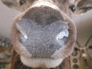naturalisation d'un cerf