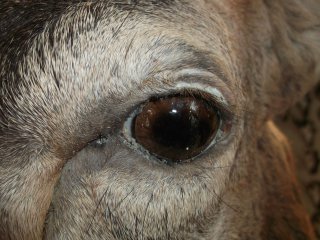 naturalisation d'un cerf