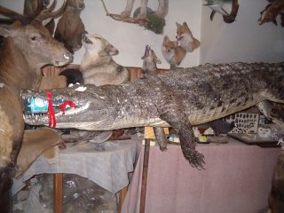 La naturalisation d'un gros reptile