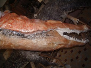 Crocodylus niloticus et taxidermie