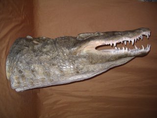 La naturalisation d'un crocodile