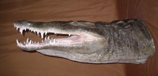 La naturalisation d'un reptile