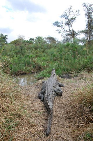 La naturalisation d'un gros reptile