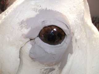 Technique de naturalisation, oeil