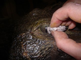 taxidermie