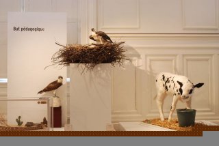 l'Art de la taxidermie, Bourges