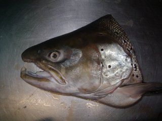trophée de pêche