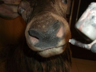 Technique de naturalisation d'un cerf