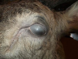 naturalisation d'un cerf