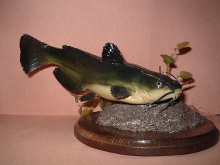 poisson chat, vente