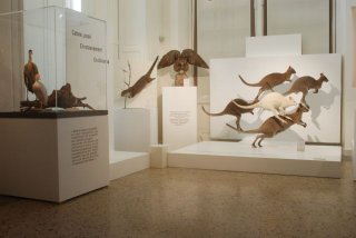 l'Art de la taxidermie, Le Valtin