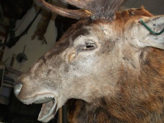Technique de naturalisation d'un cerf
