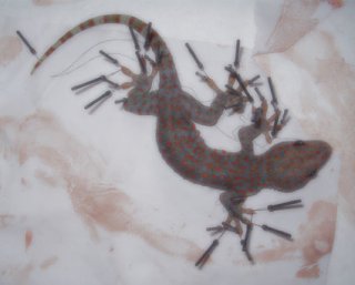 moulage reptile, en photo