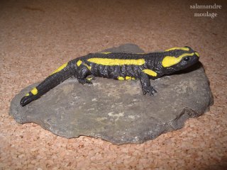 salamandre, vente